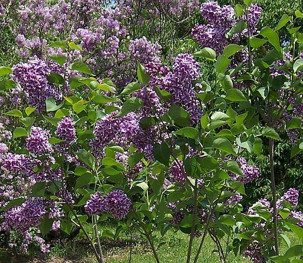 Syringa vulgaris 'Sensation'